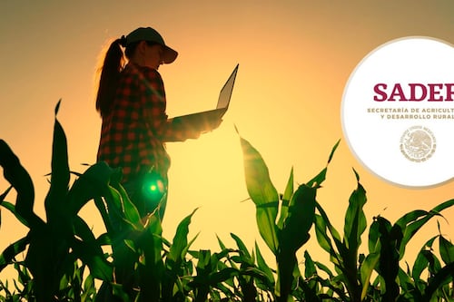 ¿Eres agrónomo? Secretaría de Agricultura abre vacante con sueldo de más de 150 mil pesos al mes
