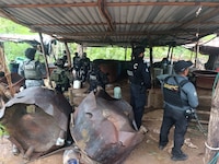 Desmantelan tres narcolaboratorios en Guerrero: Decomisan sustancias y precursores químicos