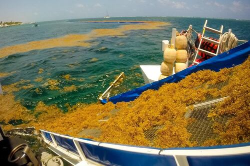 Construirán 4 barcazas de 15 mdp cada una para atender contingencia por sargazo