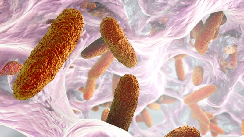 ¿Qué es la bacteria Klebsiella oxytoca en Edomex? Síntomas, causas y cómo se transmite