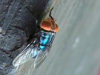 Texas declara emergencia por mosca del gusano barrenador: ¿Qué es esta plaga y por qué es peligrosa?