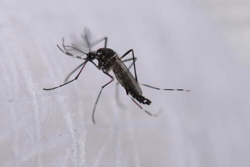 OMS alerta que el dengue se ha disparado a niveles históricos: Así van los contagios en México