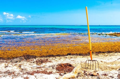 Ante récord de sargazo en el Caribe, gobierno invertirá 2 mil 635 millones de pesos