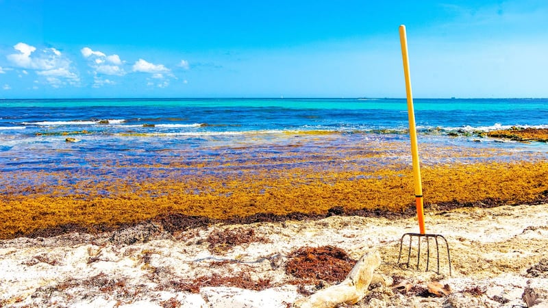 Ante récord de sargazo en el Caribe, gobierno invertirá 2 mil 635 millones de pesos
