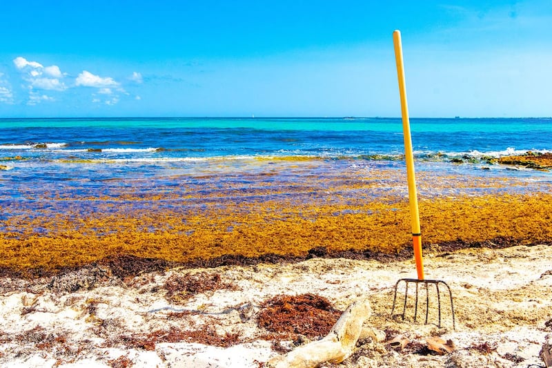 Ante récord de sargazo en el Caribe, gobierno invertirá 2 mil 635 millones de pesos