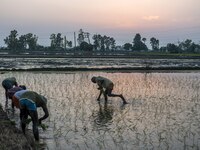 Un nuevo alimento por el que preocuparse: India sembró menos hectáreas de arroz
