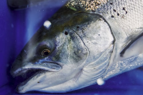 El salmón 'libra' sospecha de China de ser el origen de brote de COVID-19 en Beijing