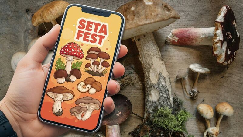 Seta Fest 2025: Horarios, comida, talleres y artistas invitados al festival del hongo