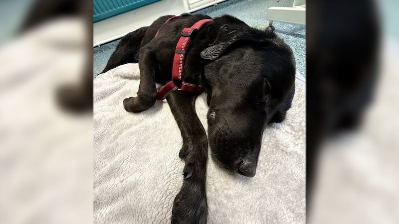 Le pegó ‘el manicomio’: Rescatan en alta montaña a perro que comió cannabis por accidente