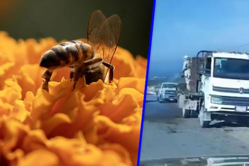 Accidente ‘lleno de miel’: Vuelca camión con abejas y desata el pánico en carretera de Nuevo León