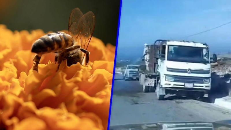 Accidente ‘lleno de miel’: Vuelca camión con abejas y desata el pánico en carretera de Nuevo León
