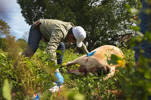 Yucatán mantiene bajo control el gusano barrenador con un 90% de recuperación: Joaquín Díaz Mena