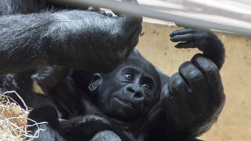 Gorilas dan positivo a COVID en zoológico de EU