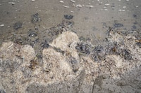 Derrame de hidrocarburos en el Golfo: Gobierno señala a buque y chapopoteras naturales