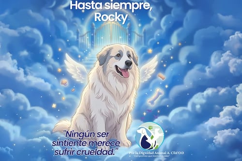 Muere Rocky, el perro arrastrado por una camioneta en Saltillo; exigen justicia