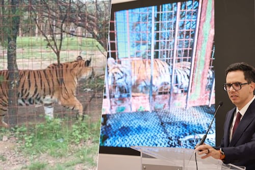 16 detenidos y un tigre de bengala rescatado: El resultado de la Operación Rastrillo en Zacatecas