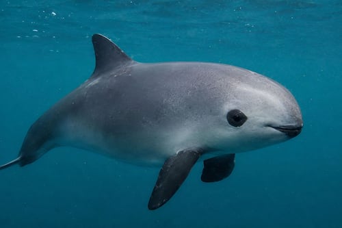 Salven a la vaquita marina: Así entrenan a la próxima generación de ‘rastreadores’ en el Golfo de California