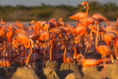 Colocan anillos de identificación a 393 polluelos de flamencos en Ría Lagartos, Yucatán