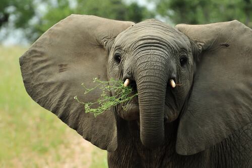 Elefanta embarazada muere tras comer piña con explosivos