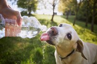 Ola de calor: Así puedes cuidar a tu mascota ante las altas temperaturas