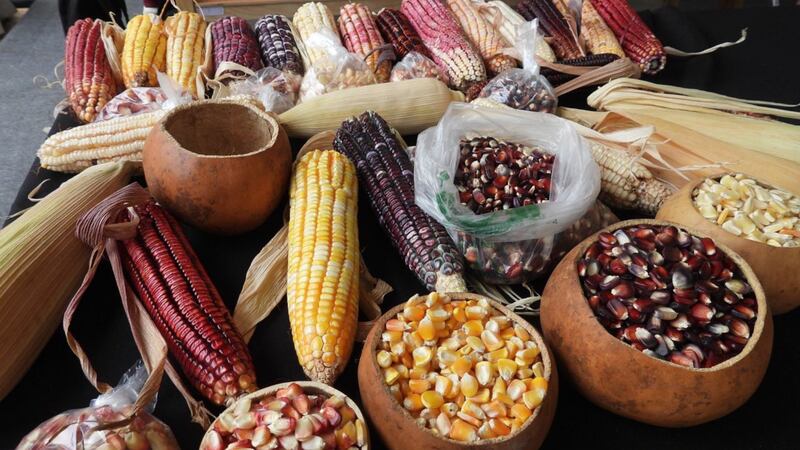 Feria del Maíz y la Milpa 2022: Vamos por un elote a este festival en el Zócalo