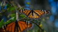 Mariposas monarca ‘huyen’ del cambio climático: Disminuye su presencia en bosques mexicanos