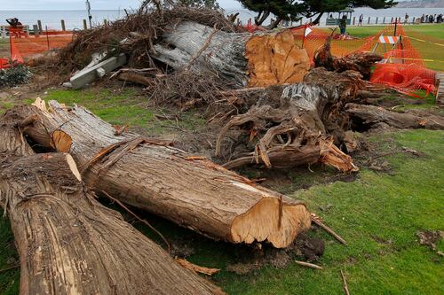 Cae árbol considerado inspiración para el cuento 'El Lorax', de Dr. Seuss