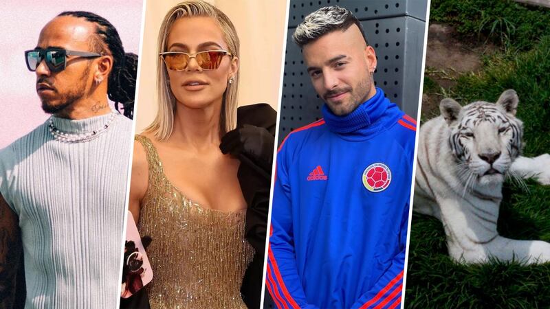 Black Jaguar-White Tiger: Estos son algunos famosos que hicieron donaciones al santuario