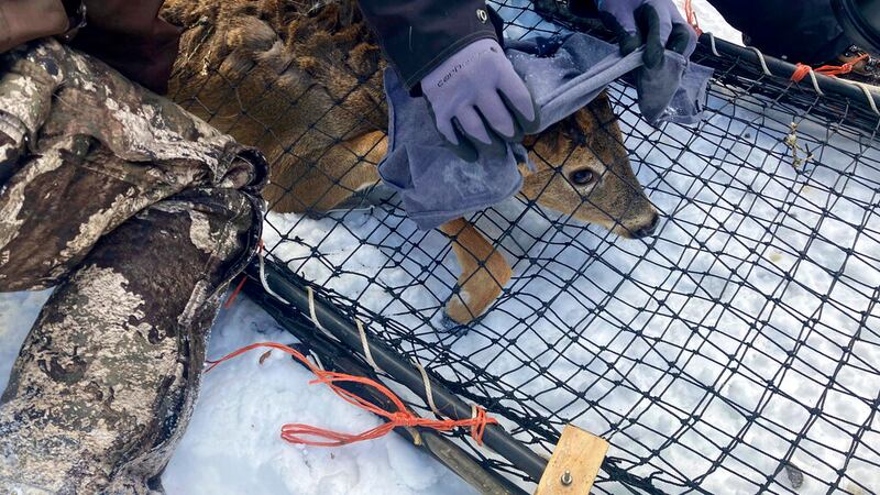 COVID en animales, la incógnita que buscan despejar científicos para evitar mutaciones en humanos