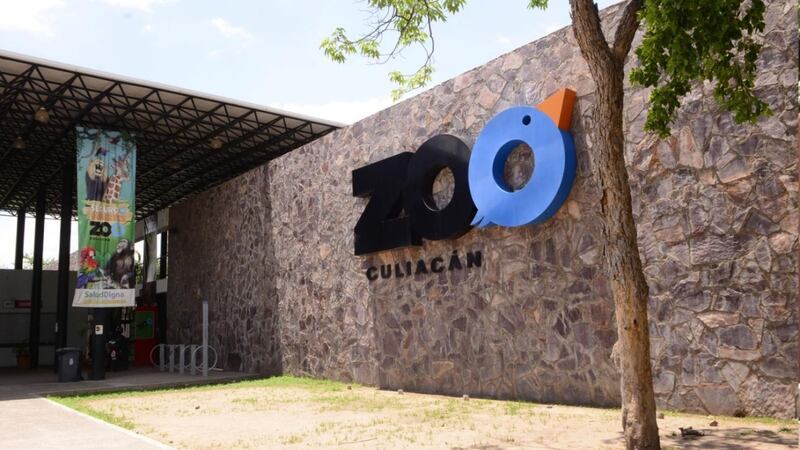 De Sinaloa a ‘Madagascar’: ¿Qué pasó con la jirafa que desapareció en Culiacán?