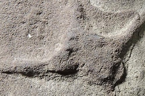 Descubren en Coahuila huellas de aves de hace 66.1 millones de años