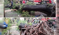 Tarde de tragedia y lluvia en CDMX: Árbol cae sobre auto y mujer fallece en la Nápoles