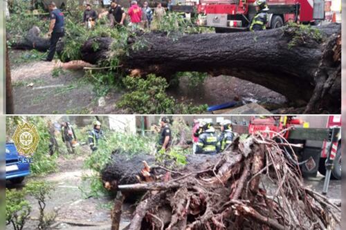 Tarde de tragedia y lluvia en CDMX: Árbol cae sobre auto y mujer fallece en la Nápoles