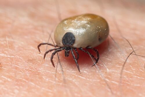 ¿El piquete de una garrapata puede causar esclerosis múltiple? Esto explica un doctor