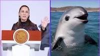 Gobierno recorta 86% la zona que protege a la vaquita marina y abre paso a redes de pesca