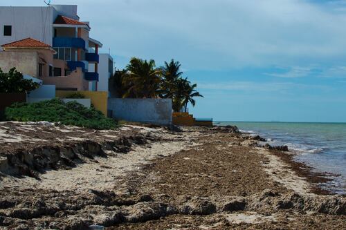Viento desvía mancha de sargazo y playas yucatecas 'se salvan'