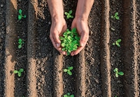 Agricultura regenerativa: Destaca La Cosmopolitana técnica del futuro de industria alimentaria