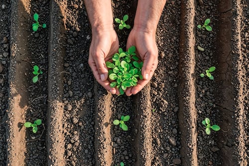Agricultura regenerativa: Destaca La Cosmopolitana técnica del futuro de industria alimentaria