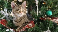 ¿Temes que tu gato destruya el árbol de Navidad? Con estos tips lo ahuyentarás de él
