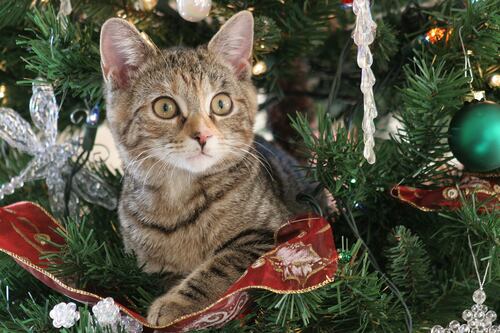 ¿Temes que tu gato destruya el árbol de Navidad? Con estos tips lo ahuyentarás de él