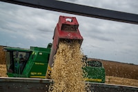 Maíz, otra que puede ganar el narco