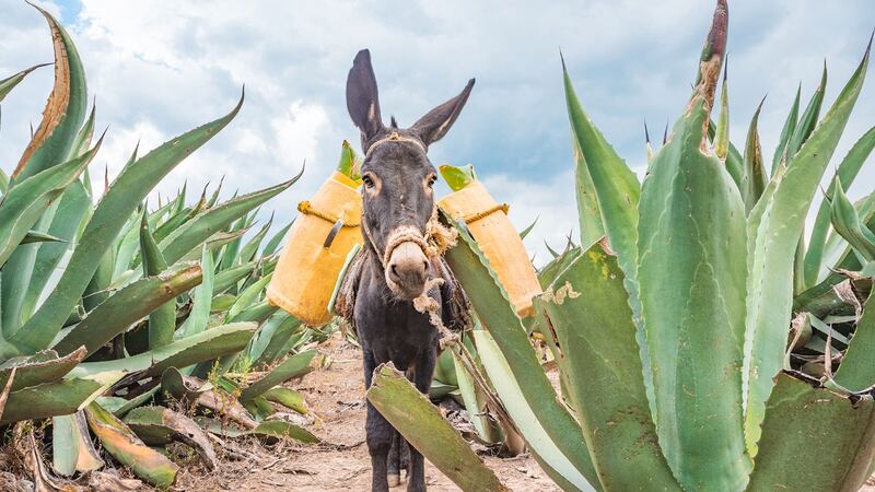 ‘Con mi burrito pulquero’: Aquí niños y niñas pueden aprender cómo se hace el pulque