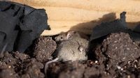 Presunto brote de hantavirus deja sin vida a 3 personas y hay más contagios: OMS