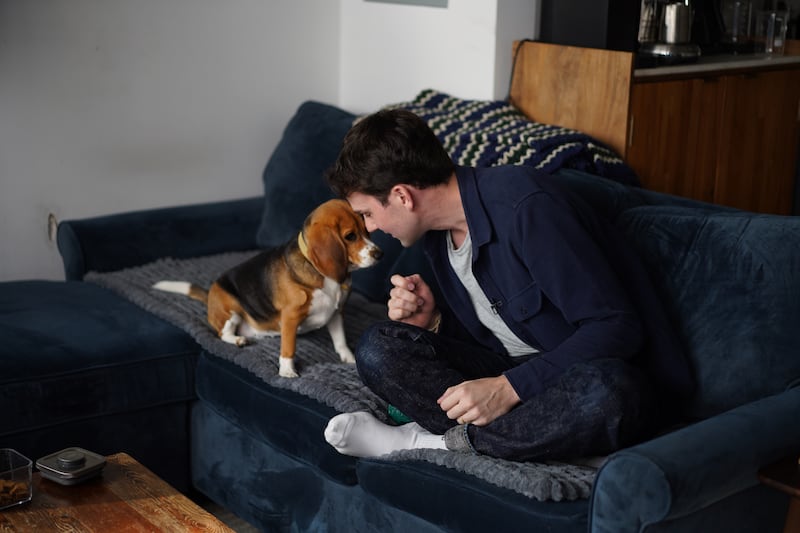 ¿Un perro hipoalergénico? Científicos modifican genéticamente a un beagle para personas alérgicas