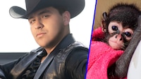 ¿Cómplice de delito federal? Denuncian en redes a Christian Nodal por tener mono araña de mascota