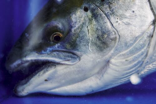 La 'saga' del salmón y el COVID-19 continúa: pescado puede albergar al virus activo por más de una semana