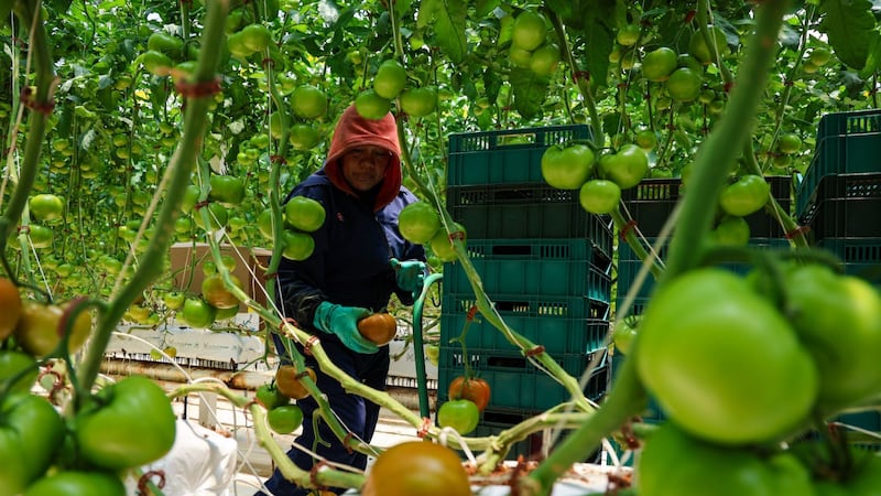 Horticultura protegida y tecnología, los ejes en la GreenTech Americas 2026