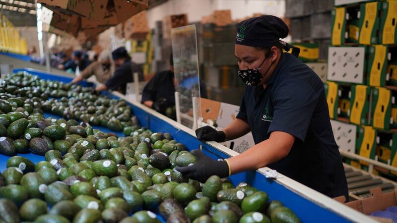 EU, te ‘va a doler’ suspensión al ‘oro verde’: 8 de cada 10 aguacates importados son de México