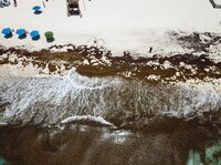 Sargazo, el enemigo del Caribe; la UNAM explica cómo contener a esta alga