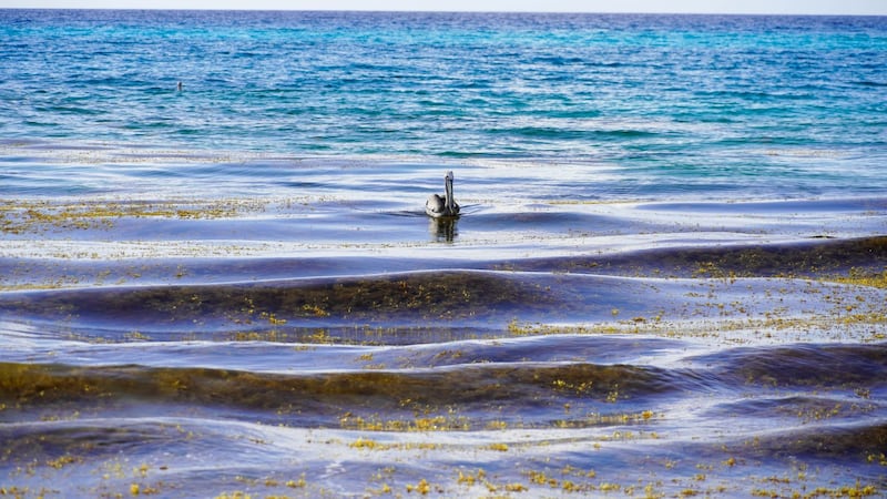 Clima en la Península de Yucatán: Hasta 37°C en Mérida y 29°C en Cancún el viernes 2 de octubre